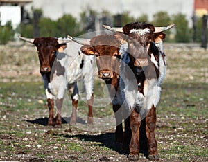 a serious bull with big horns in the cattle raising in spain