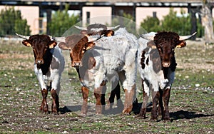 a serious bull with big horns in the cattle raising in spain