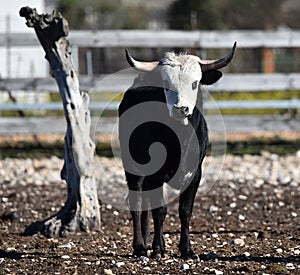 a serious bull with big horns in the cattle raising in spain