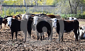 a serious bull with big horns in the cattle raising in spain