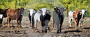 a serious bull with big horns in the cattle raising in spain