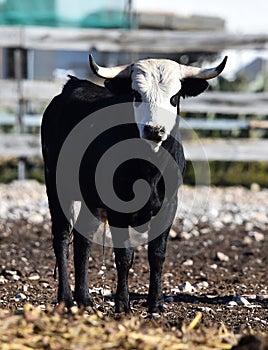 a serious bull with big horns in the cattle raising in spain