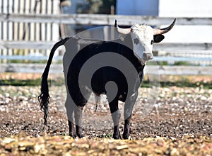 a serious bull with big horns in the cattle raising in spain