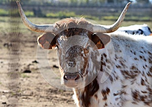 a serious bull with big horns in the cattle raising in spain