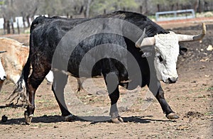 a serious bull with big horns in the cattle raising in spain