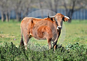 a serious bull with big horns in the cattle raising in spain