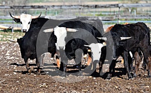 a serious bull with big horns in the cattle raising in spain