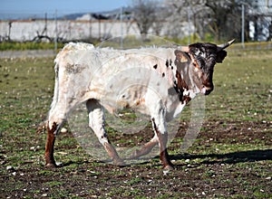 a serious bull with big horns in the cattle raising in spain