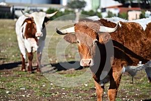 a serious bull with big horns in the cattle raising in spain