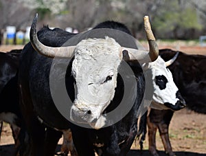 a serious bull with big horns in the cattle raising in spain