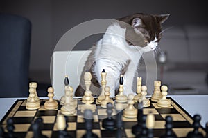 Serious cat is playing with me in a chess