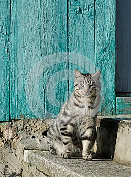 Serious cat, proud cat relaxing on a sun. Domestic animal sitting on sunset hours in the yard. cat close up