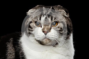 Serious cat of scottish fold breed on isolated black background