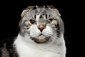 Serious cat of scottish fold breed on isolated black background