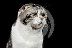 Serious cat of scottish fold breed on isolated black background