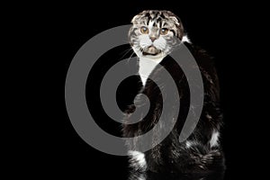 Serious cat of scottish fold breed on isolated black background