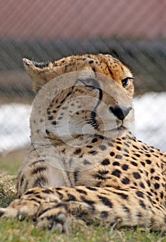 Serious cheetah