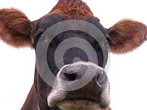 Serious cow