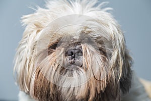 Serious cute hairy dog portrait on a blue background