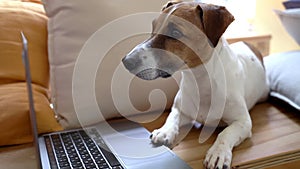 Serious dog using laptop working remotely online.