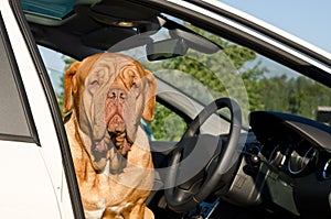 Serious driver dog inside the car