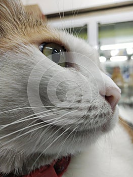 A serious face image of a cute cat