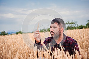 Serious farmer man concentrated examining the wheat crop. Agricultural rural worker looking the harvest. Cowboy checking