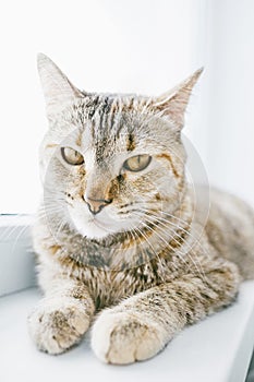 Serious ginger cat lying on windowsill.