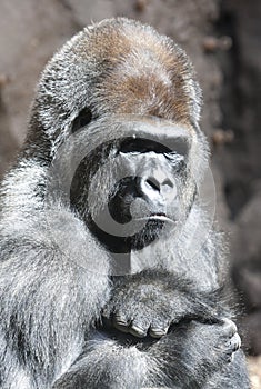 Serious gorilla portrait