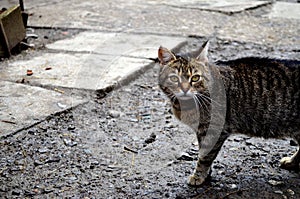 Serious gray cat in the Village