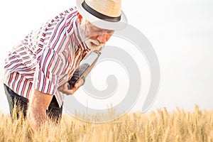 Serious gray haired agronomist or farmer examining wheat plants before the harvest