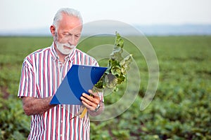 Serious gray haired agronomist or farmer examining young sugar beet plant, filling out a questionnaire