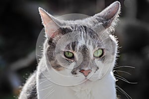 Serious grey cat with green eyes