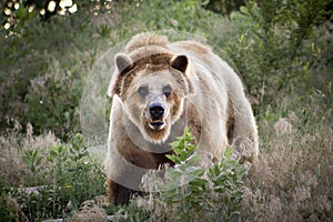 Serious Grizzly Expression