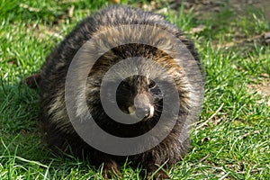 Serious Japanese raccoon dog (Nyctereutes viverrinus) sitting on the ground on a sunny day