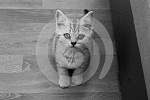 Serious kitten with sad eyes.