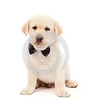Serious labrador puppy dog with bow tie means business