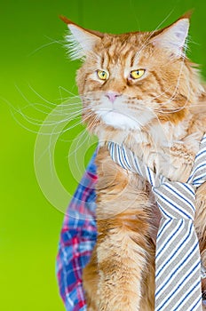 Serious Leader Maine Coon Cat wearing Tie and looking at His Employee in Office, Meeting Time