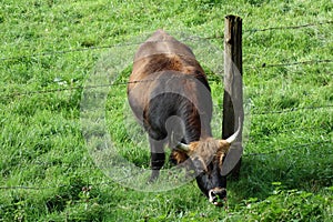 Serious looking horny brown cow eats grass beyond the barb wire fence . Breakaway at work . Angry bull gives the deep look into