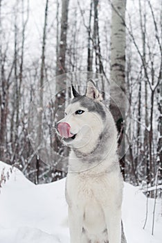 Dog husky breed walks in winter snow-covered forest