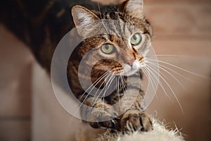 Serious marbled tabby male cat sharpening claws using cat scratcher on floor background at home