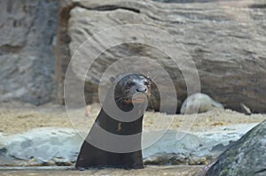Serious Otter Sticking His Head Way Out of the Water
