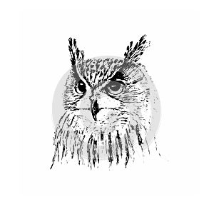 Serious owl in black and white