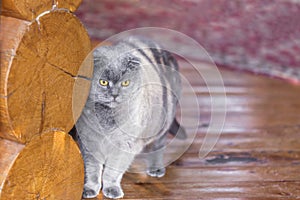 Serious and pensive Blue Scottish Fold cat standing near log wall on a porch of a house and looking somewhere