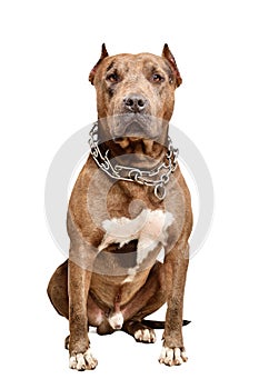 Serious pit bull dog