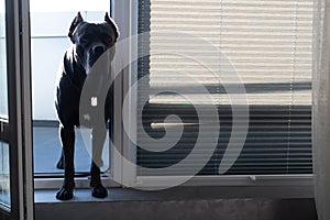 Serious portrait of purebred cane corso italiano dog at home