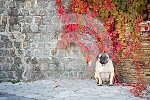A serious pug dog sits on a stone tile against a background of bright wild autumn grapes