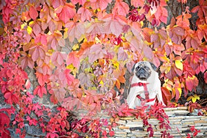 A serious pug dog sits on a stone tile against a background of bright wild autumn grapes