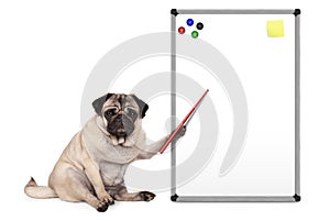 Serious pug puppy dog sitting down, pointing at blank empty white board with yellow notes and magnets