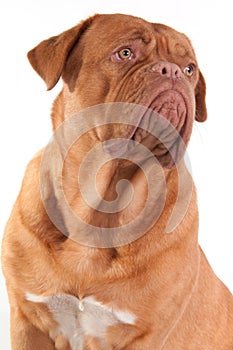 Serious puppy looking aside isolated on white photo